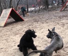 Дрессировка собак в Москве. Коррекция поведения собаки.